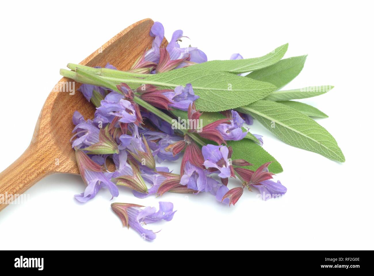 Common Sage (Salvia officinalis), medicinal plant, spice Stock Photo