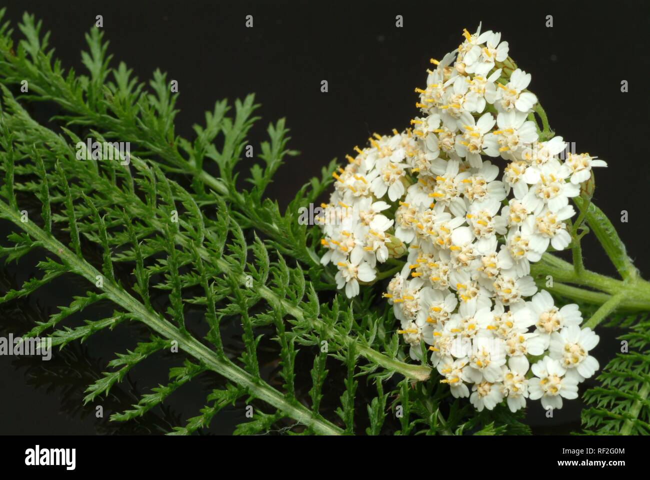 Yarrow (Achillea millefolium), medicinal herb Stock Photo