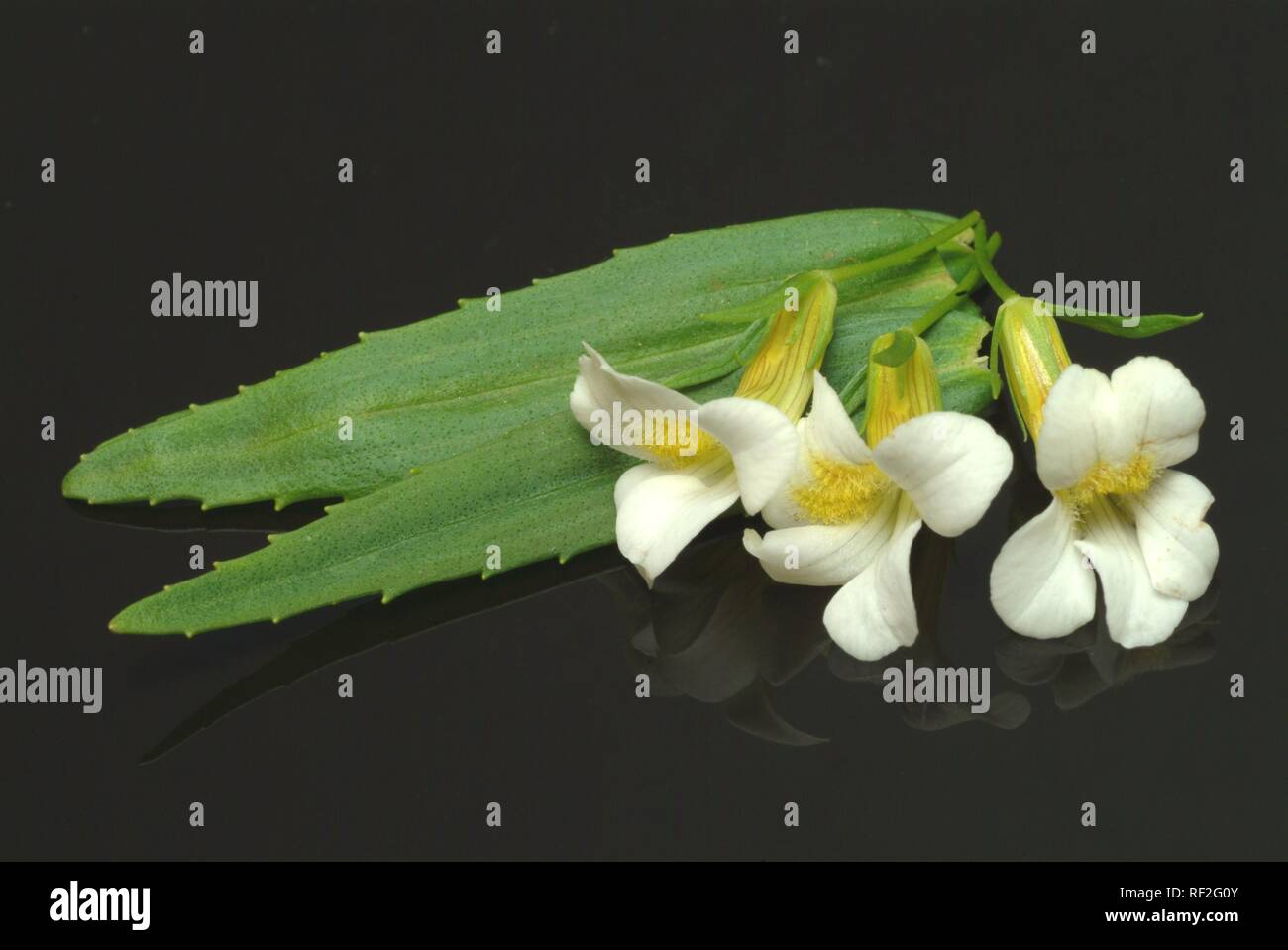 Hedge Hyssop (Gratiola officinalis), medicinal herb Stock Photo