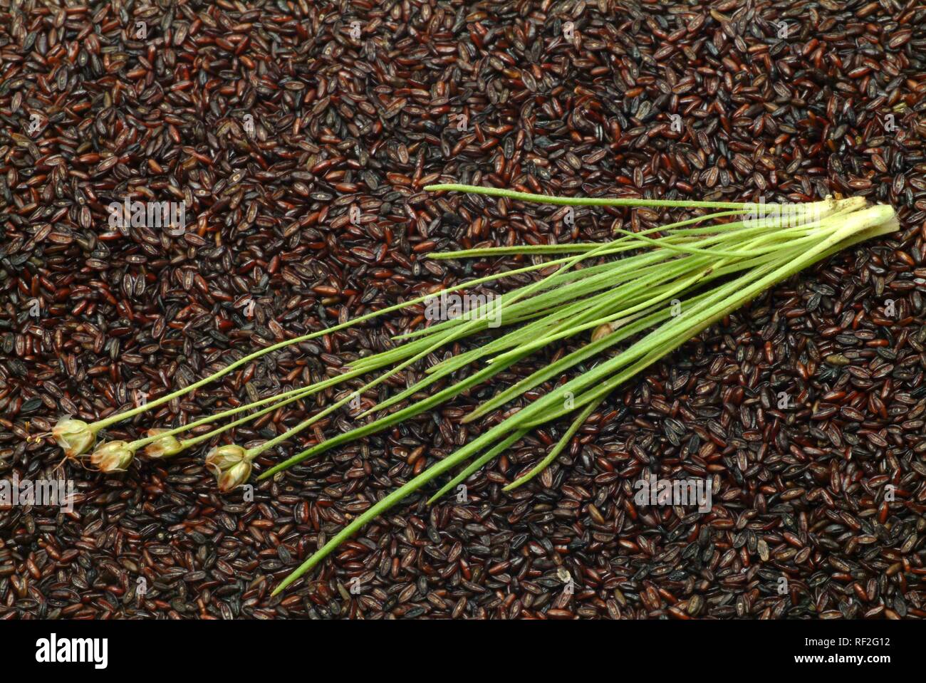 Sand Plantain (Plantago psyllium), medicinal herb Stock Photo
