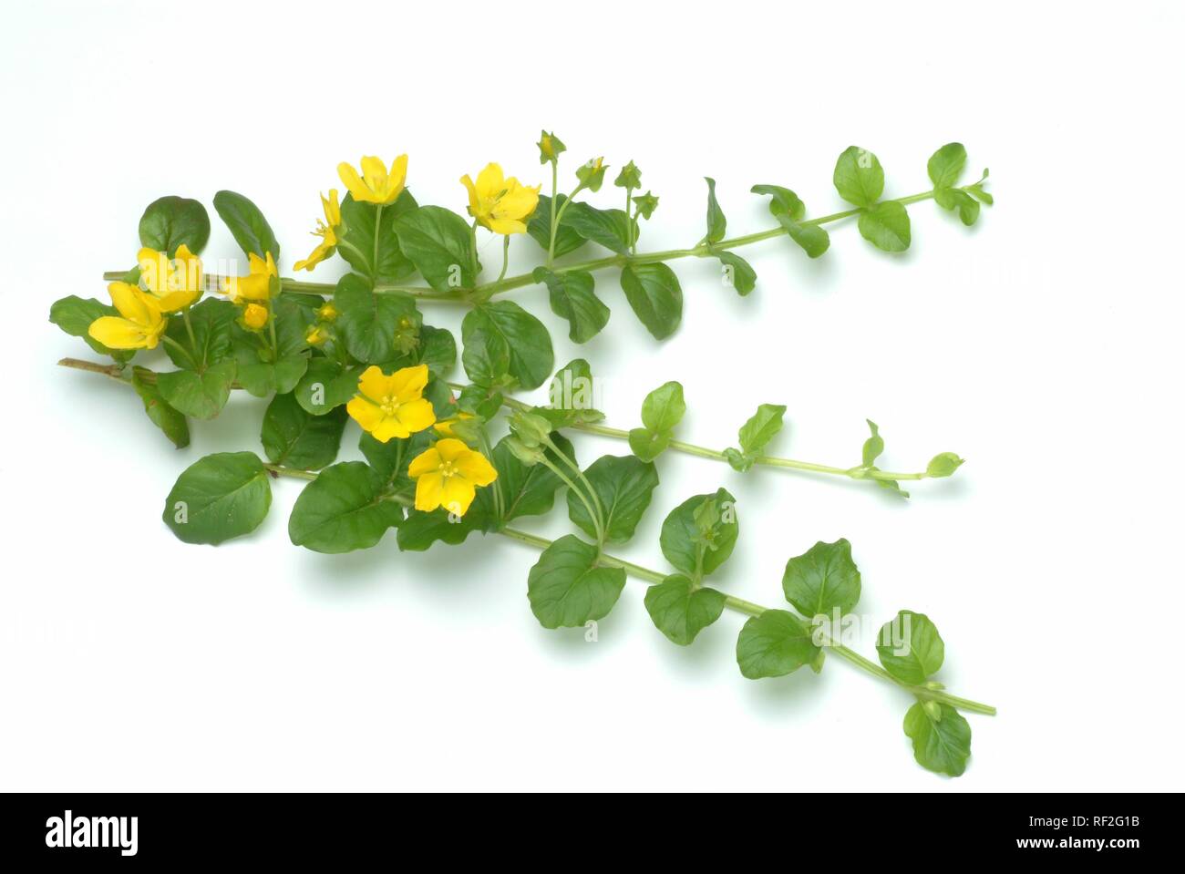 Creeping Jenny, Moneywort, Herb Twopence or Twopenny Grass (Lysimachia nummularia), medicinal herb Stock Photo