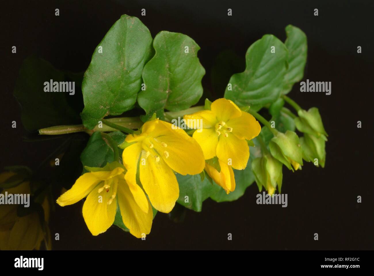 Creeping Jenny, Moneywort, Herb Twopence or Twopenny Grass (Lysimachia nummularia), medicinal herb Stock Photo