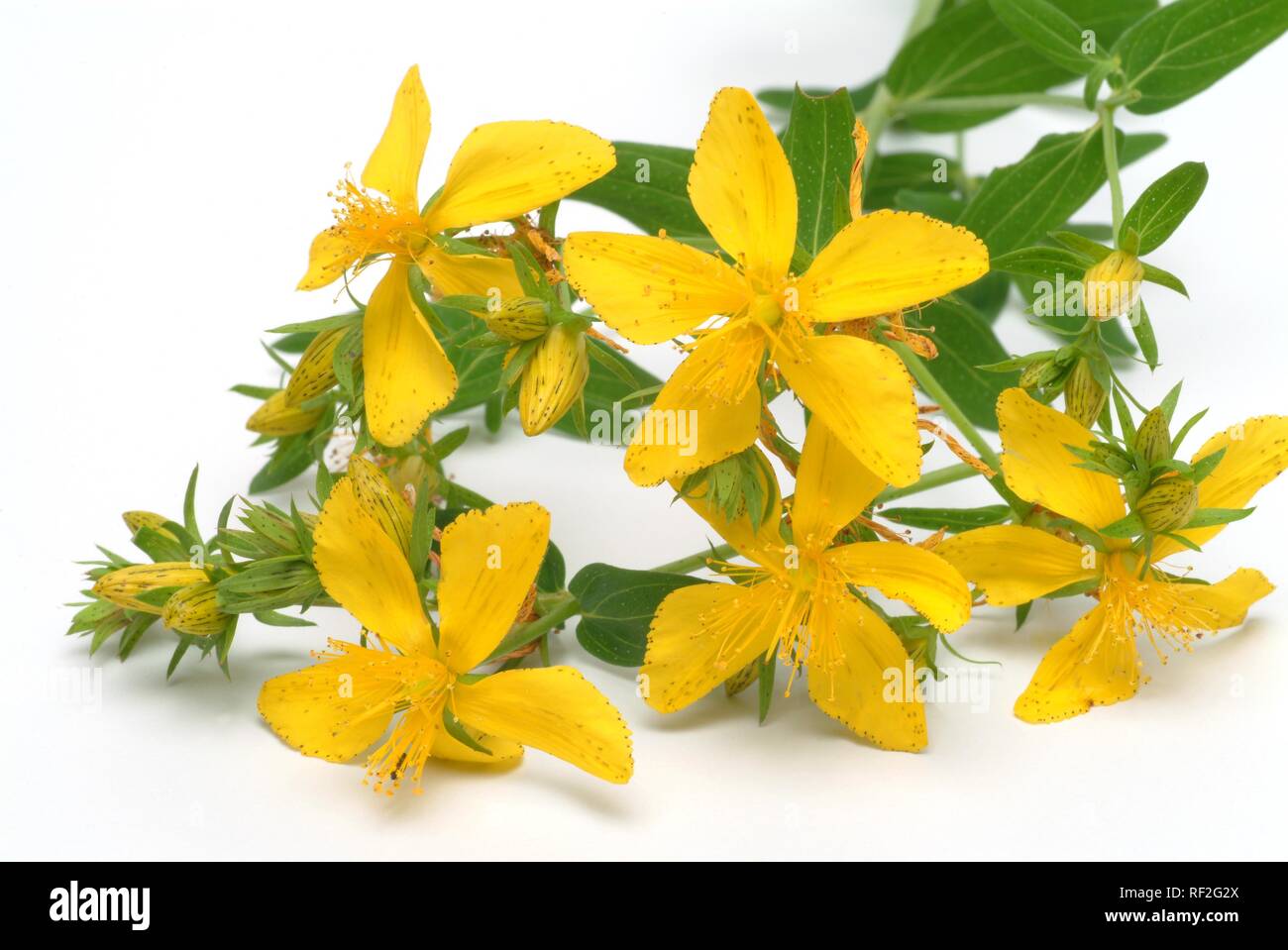 St. John's Wort or Tipton's Weed (Hypericum perforatum), medicinal herb