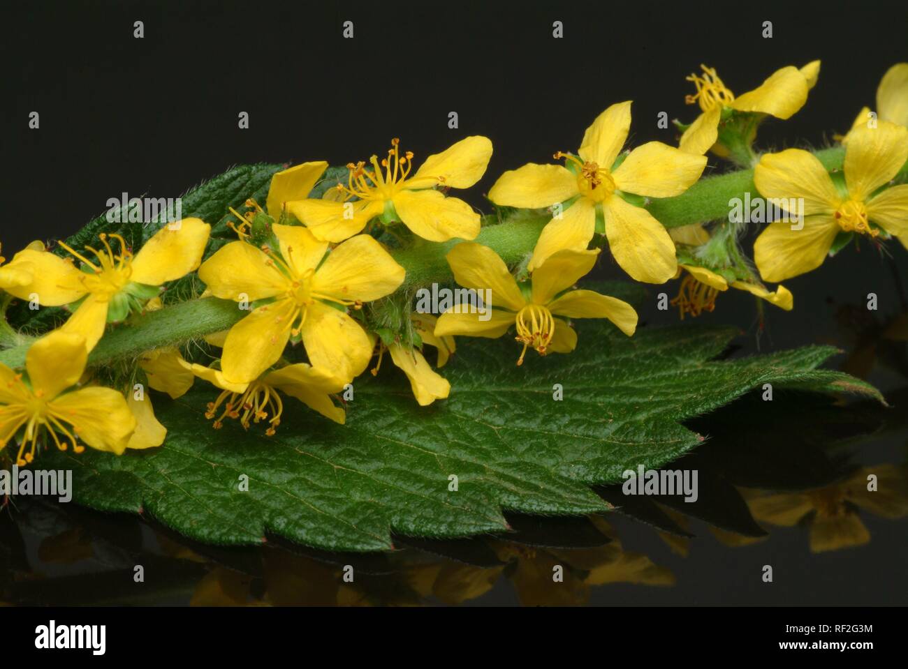 Common Agrimony, Church Steeples or Sticklewort (Agrimonia eupatoria), medicinal herb Stock Photo