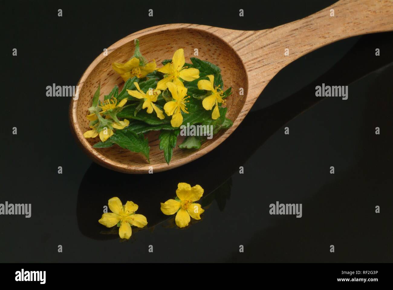 Common Agrimony, Church Steeples or Sticklewort (Agrimonia eupatoria), medicinal herb Stock Photo