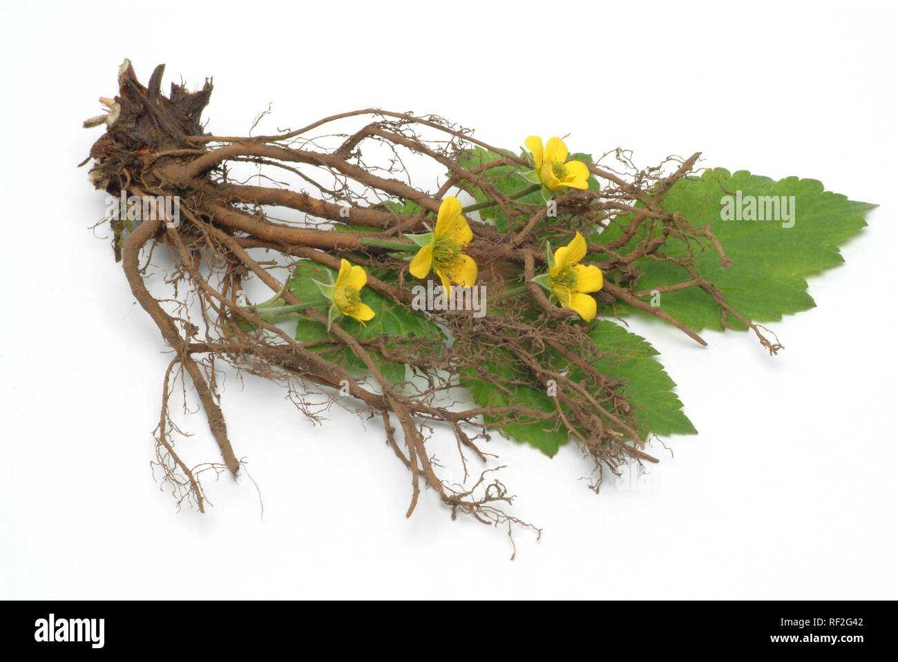 Tormentil or Septifoil (Potentilla erecta, Potentilla tormentilla), medicinal plant Stock Photo