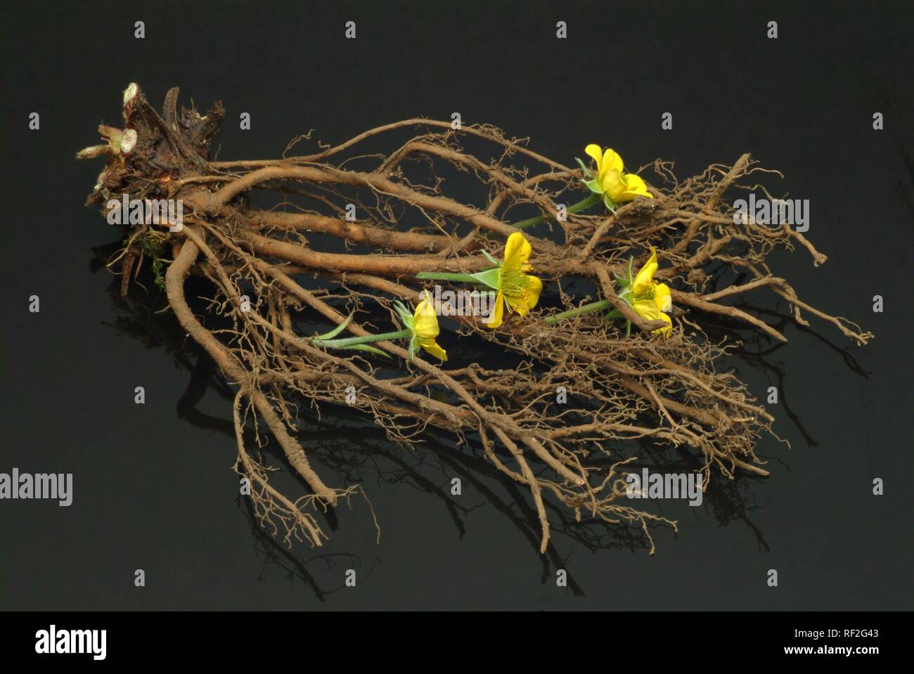 Tormentil or Septifoil (Potentilla erecta, Potentilla tormentilla), medicinal plant Stock Photo