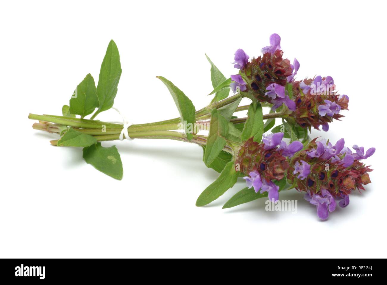 Heart-of-the-Earth, Common Selfheals or Heal-Alls (Prunella vulgaris), medicinal herb Stock Photo