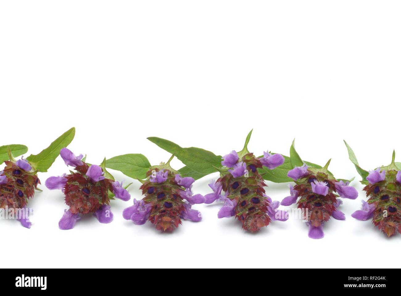 Heart-of-the-Earth, Common Selfheals or Heal-Alls (Prunella vulgaris), medicinal herb Stock Photo