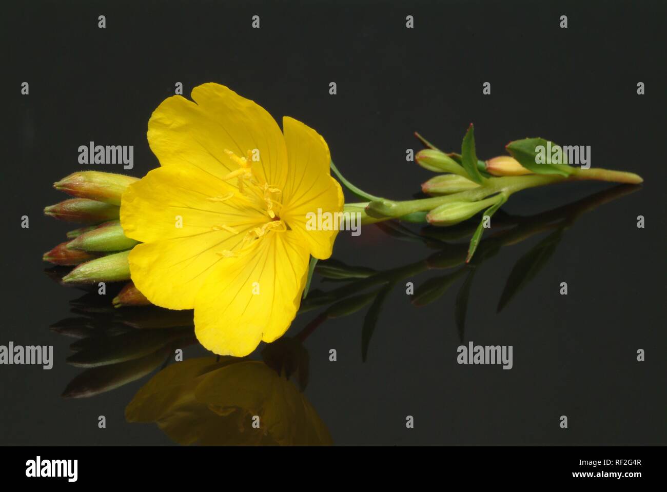 Common Evening Primrose or Evening Star (Oenothera biennis), medicinal herb Stock Photo