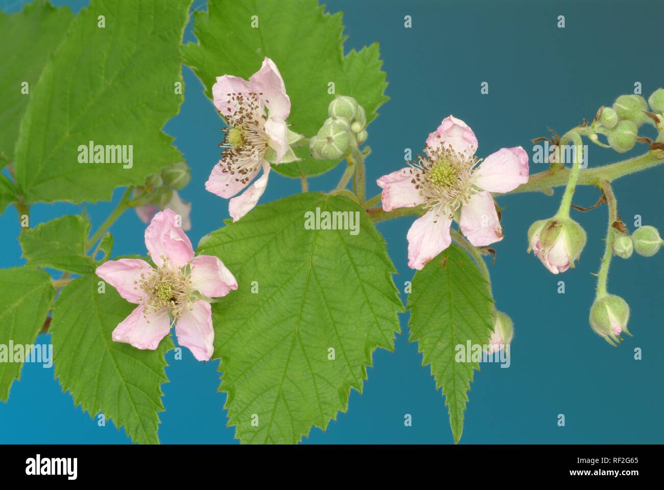 Bilberry, Huckleberry flower (Vaccinium myrtillus), blossoms, medicinal plant Stock Photo