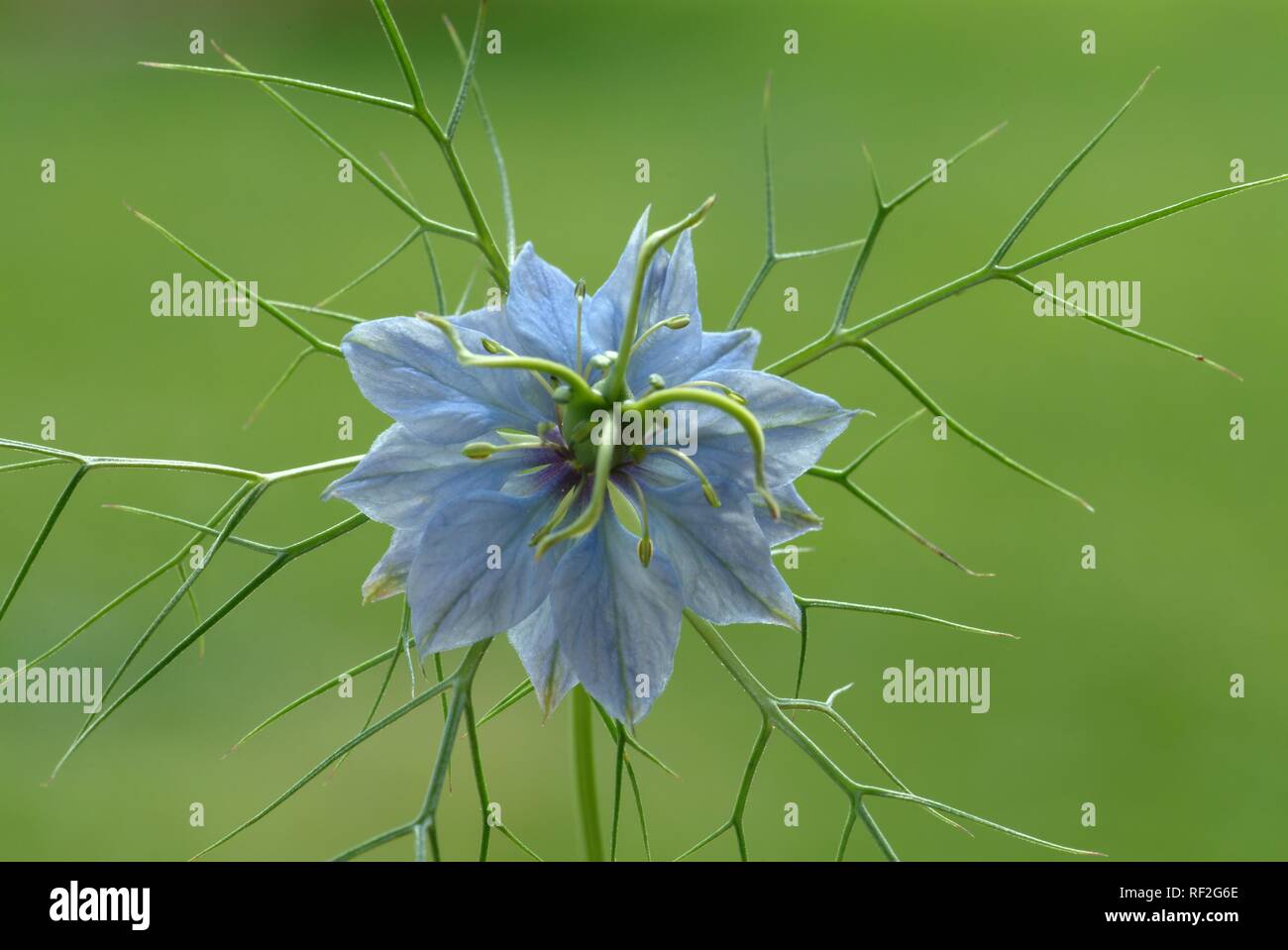 Spice fennel plant hires stock photography and images Alamy