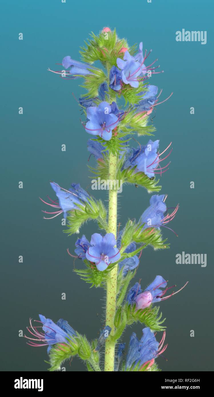 Viper's Bugloss (Echium vulgare) blossom, medicinal plant, medical use Stock Photo