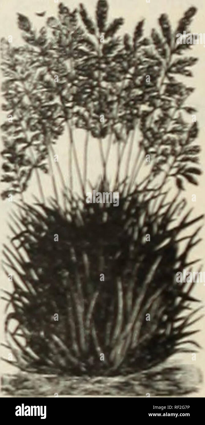Dunning, extra dry 1892