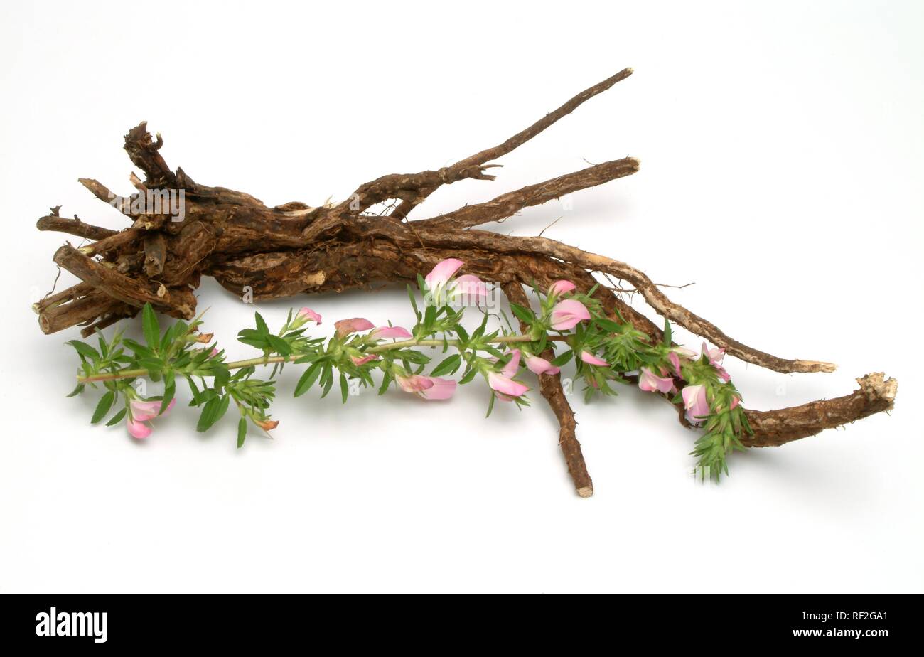 Root, Spiny Restharrow (Ononis spinosa), medicinal plant Stock Photo