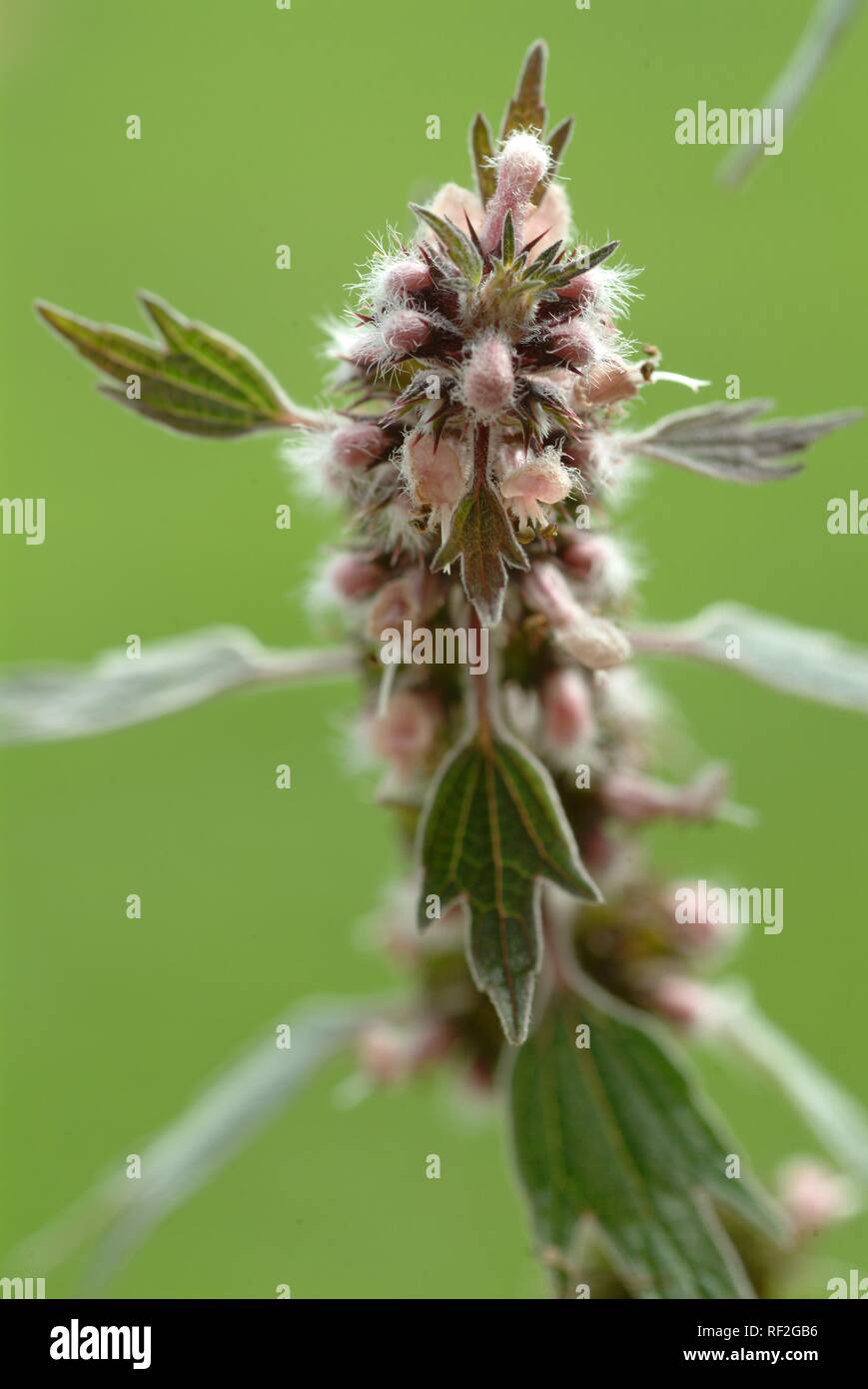 Motherwort (Leonurus cardiaca), medicinal plant Stock Photo