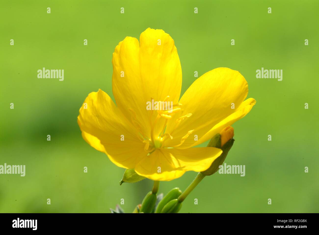 Common Evening Primrose or Evening Star (Oenothera biennis) blossom, medicinal plant Stock Photo