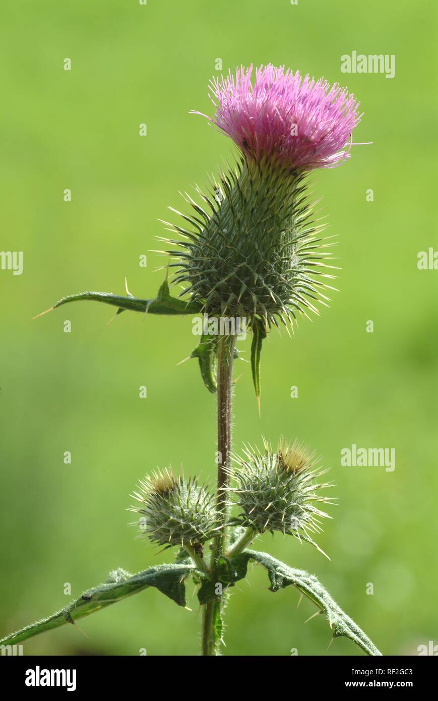 Scotch Thistle or Cotton Thistle (Onopordum acanthium), medicinal plant Stock Photo
