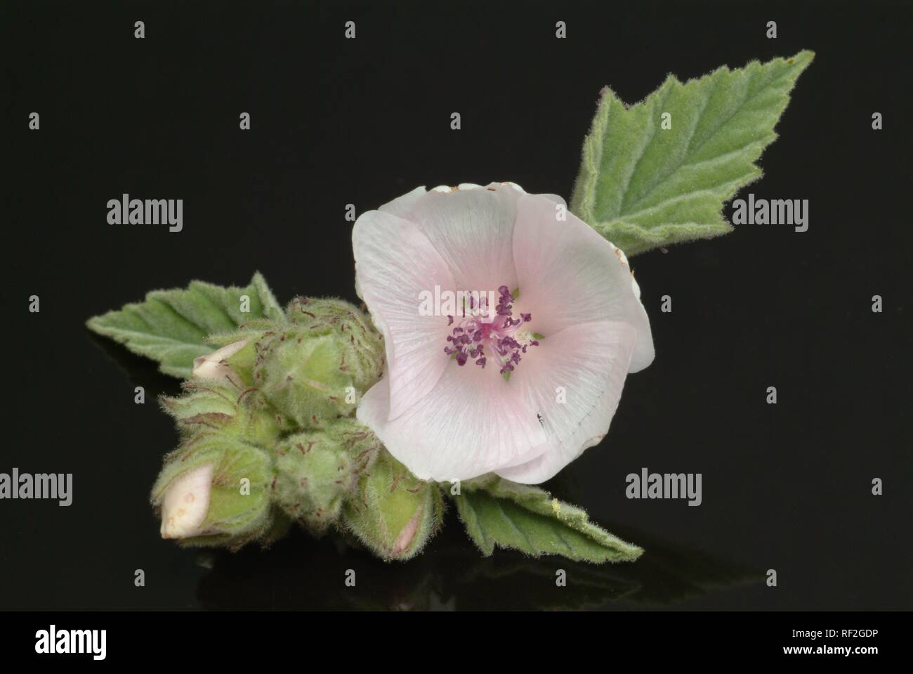 Common Marshmallow or Marsh Mallow (Althaea officinalis), medicinal