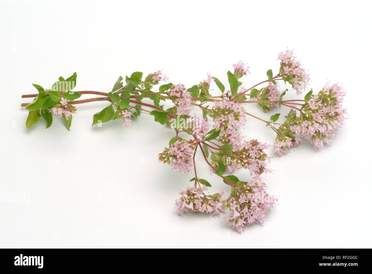 Oregano or Pot Marjoram (Origanum vulgare), medicinal herb, spice Stock
