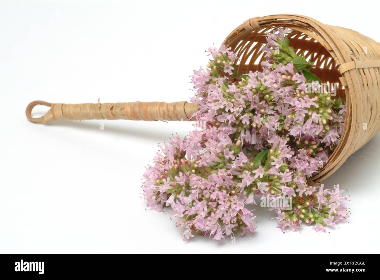 Oregano or Pot Marjoram (Origanum vulgare), medicinal herb, spice Stock