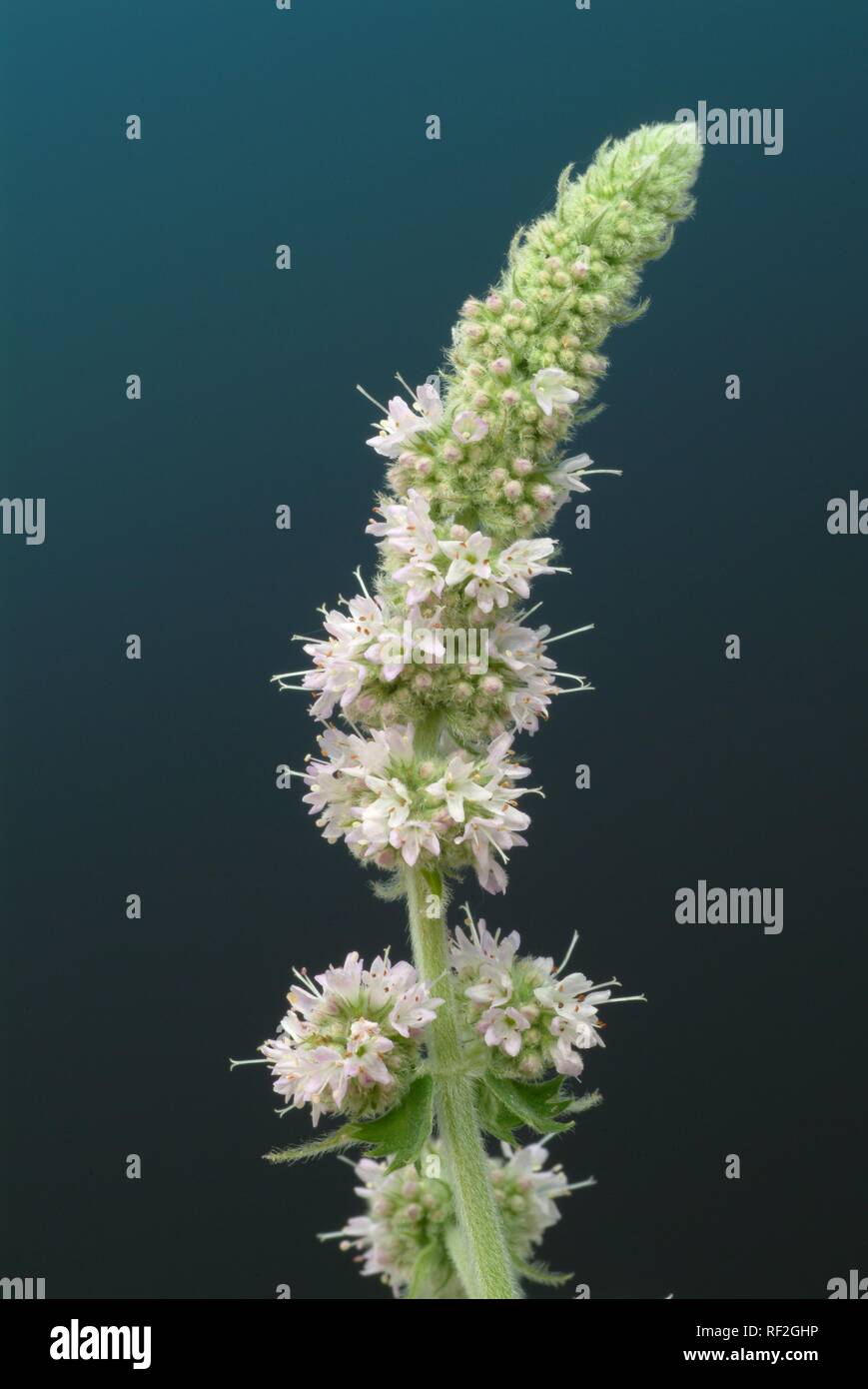 Horse Mint (Mentha longifolia) blossoms, medicinal plant Stock Photo