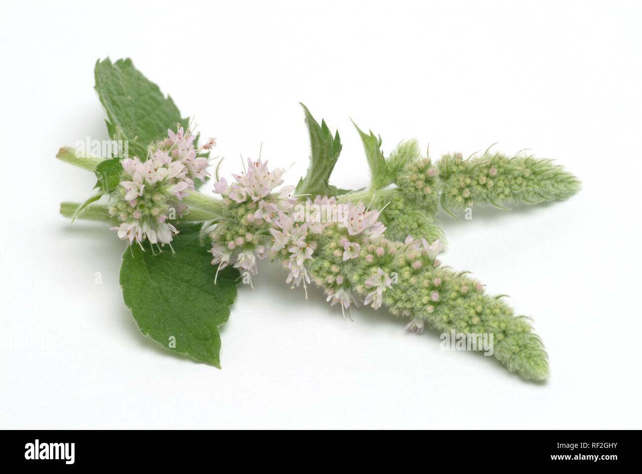 Horse Mint (Mentha longifolia) blossoms, medicinal plant Stock Photo