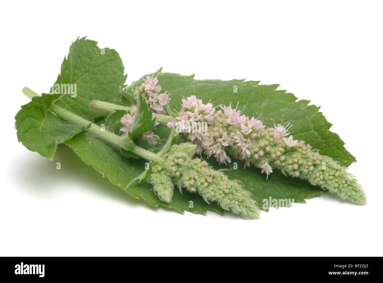 Horse Mint (Mentha longifolia) blossoms, medicinal plant Stock Photo