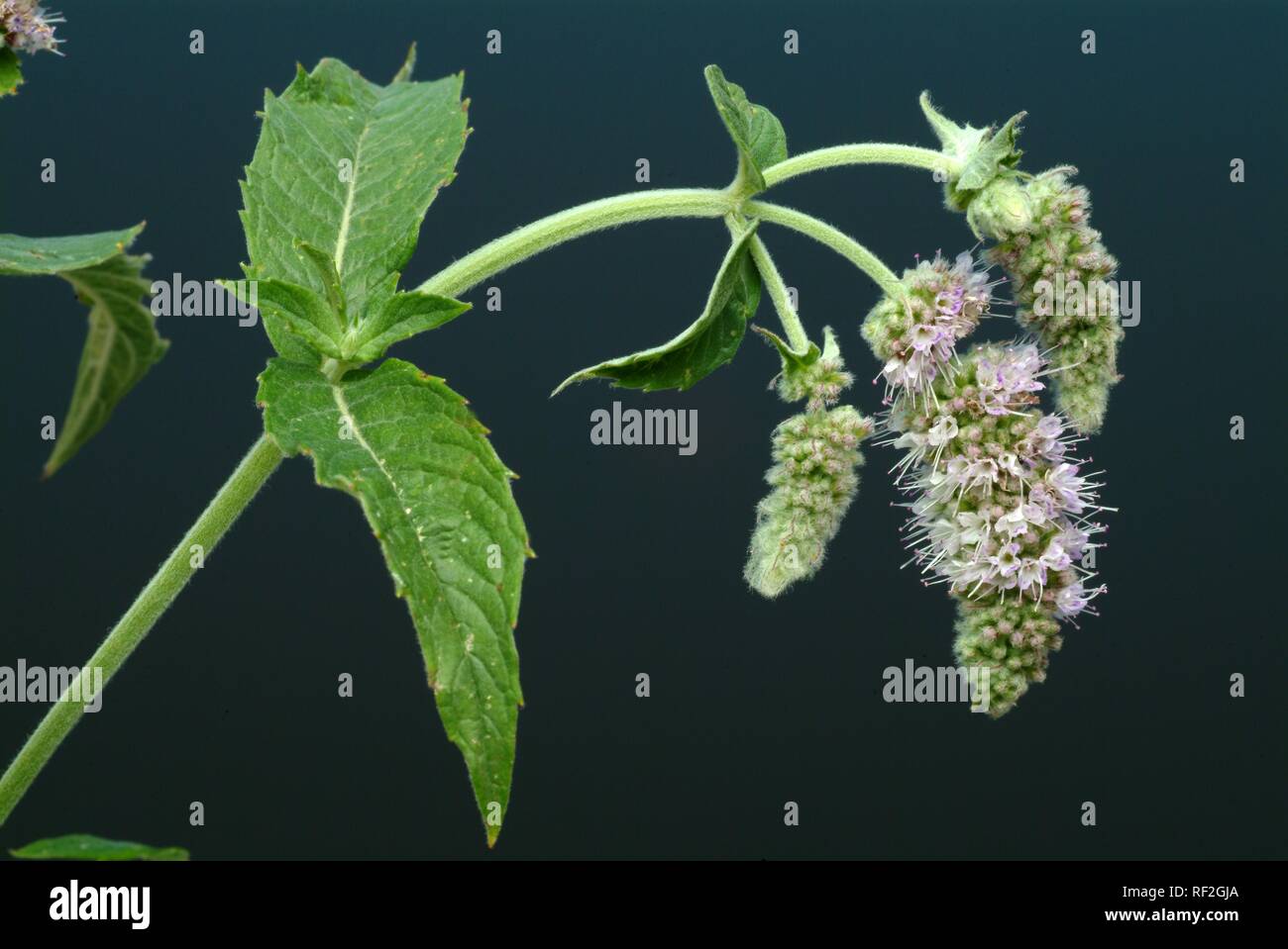 Horse Mint (Mentha longifolia) blossoms, medicinal plant Stock Photo