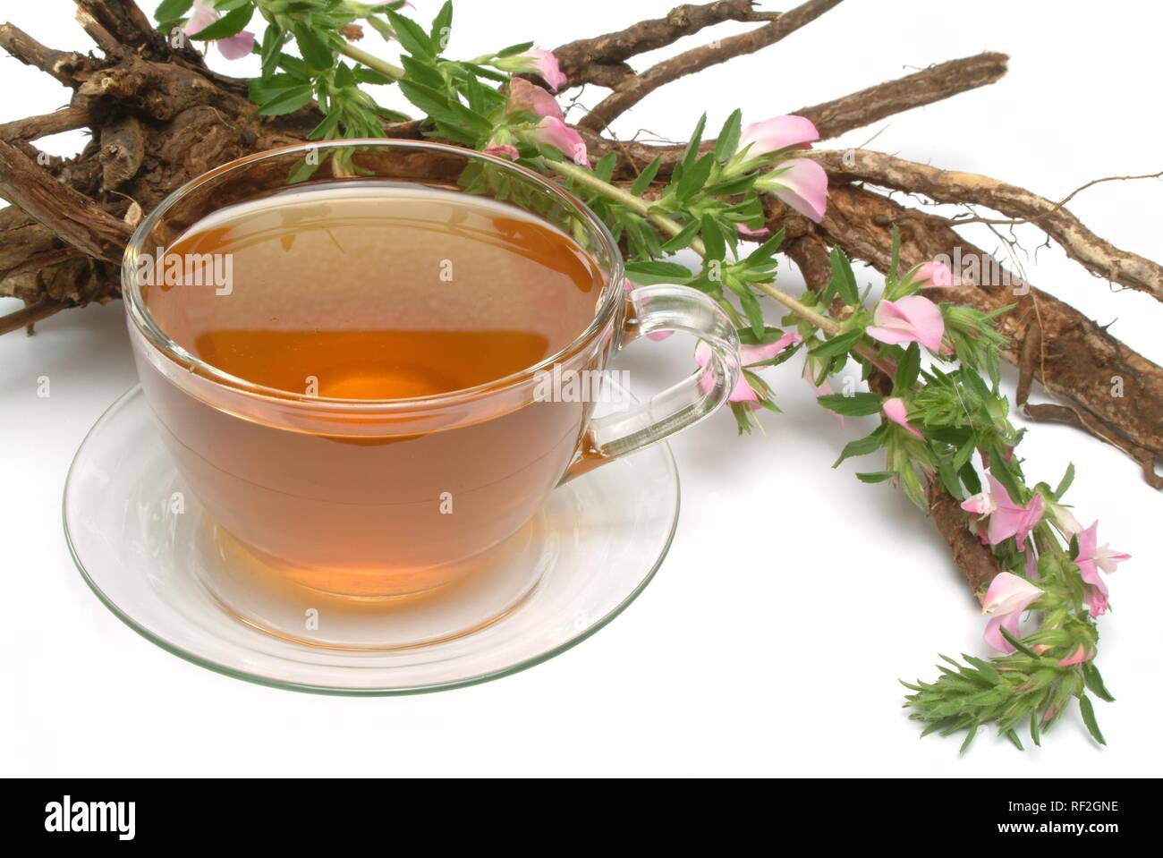 Spiny Restharrow (Ononis spinosa), herbal tea Stock Photo