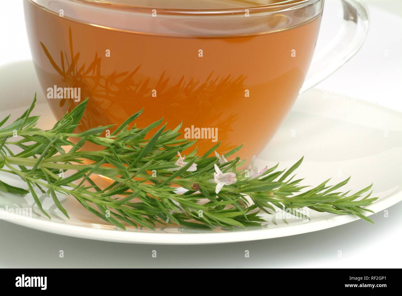 Summer Savory (Satureja hortensis), herbal tea Stock Photo