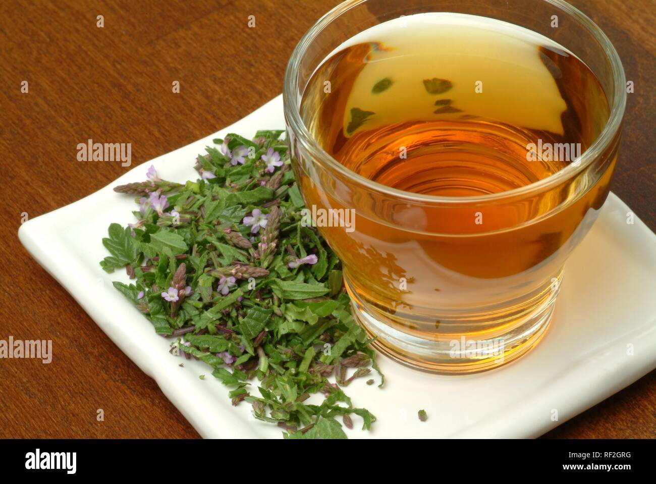 Common Vervain, Common Verbena, Simpler's Joy or Holy Herb (Verbena