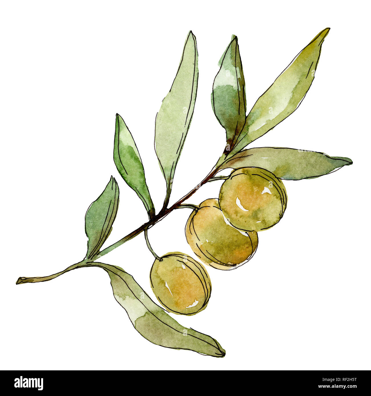 Green olives watercolor background illustration set. Watercolour ...