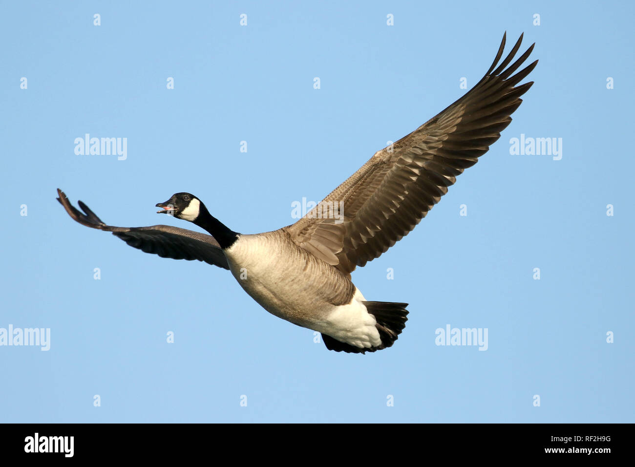Canada Goose flying against winter blue sky Stock Photo - Alamy