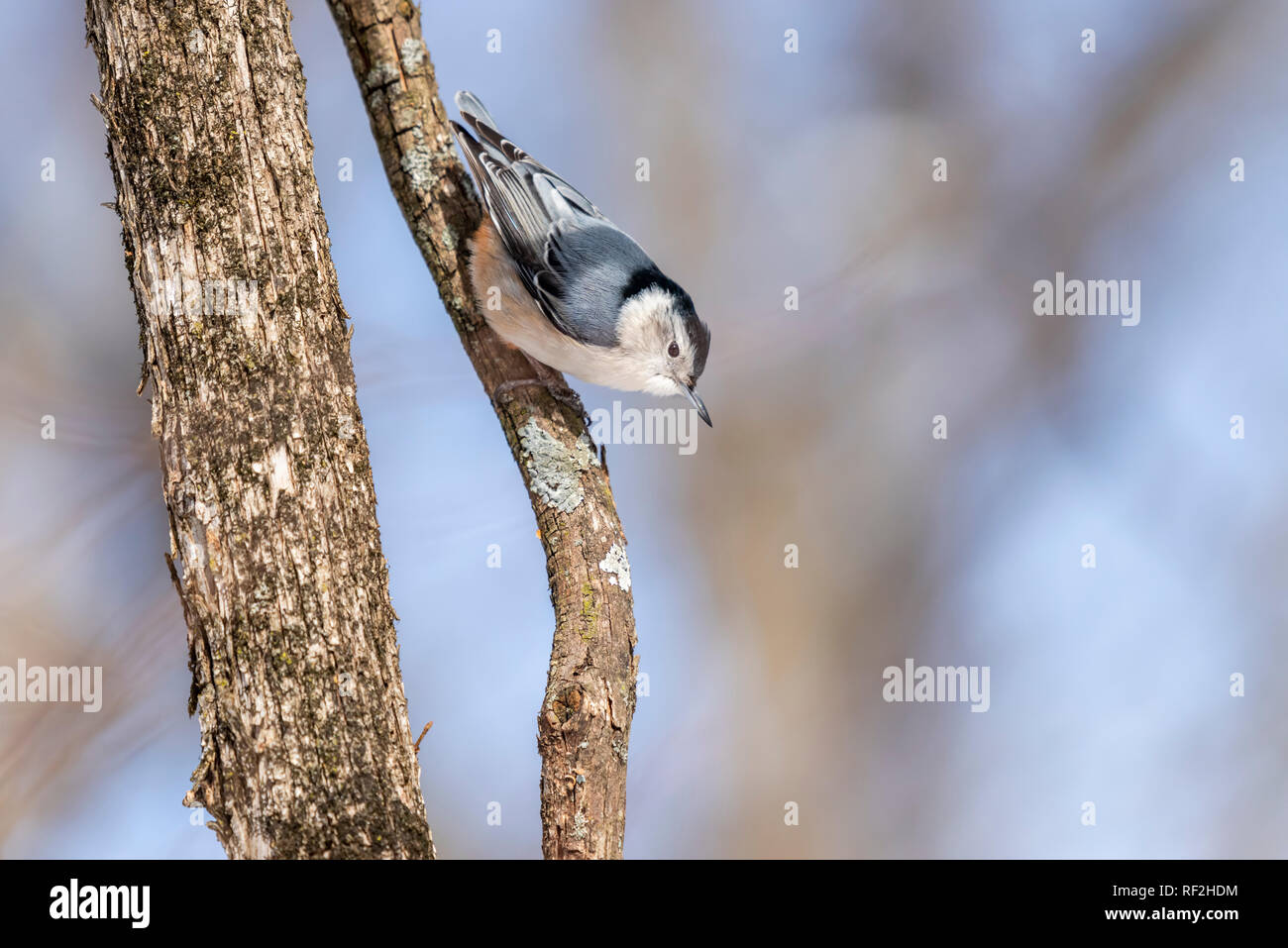 White Breasted Nuthatch climbing down tree in the winter. Stock Photo