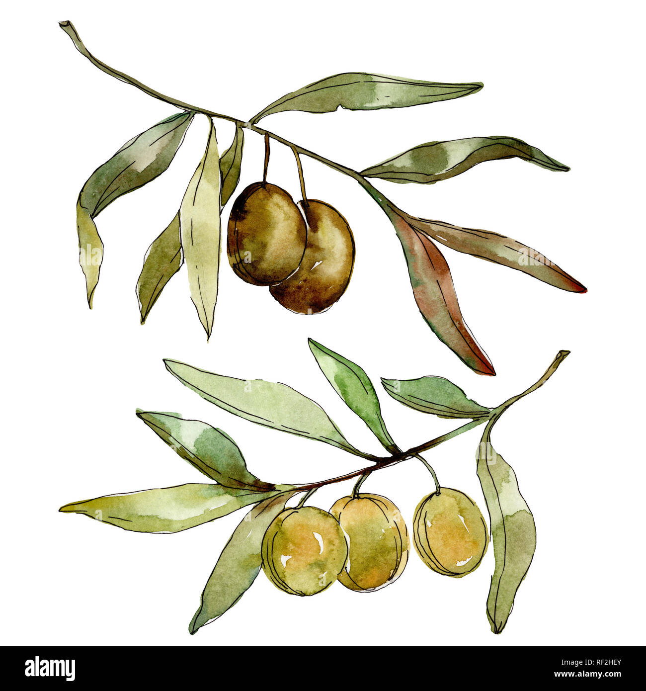 Green olives watercolor background illustration set. Watercolour ...