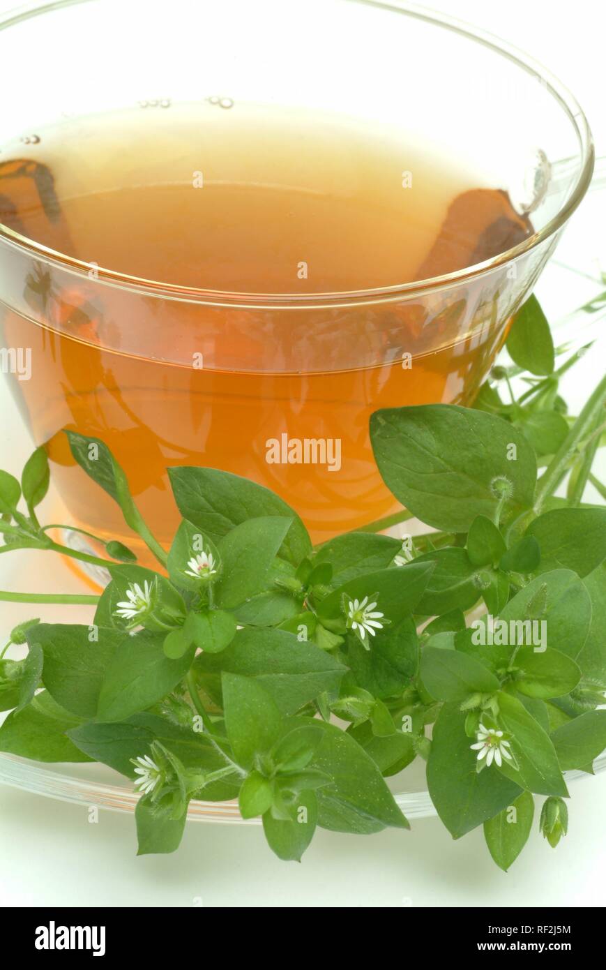 Common Chickweed or Chickenwort (Stellaria media), herbal tea, medicinal tea Stock Photo