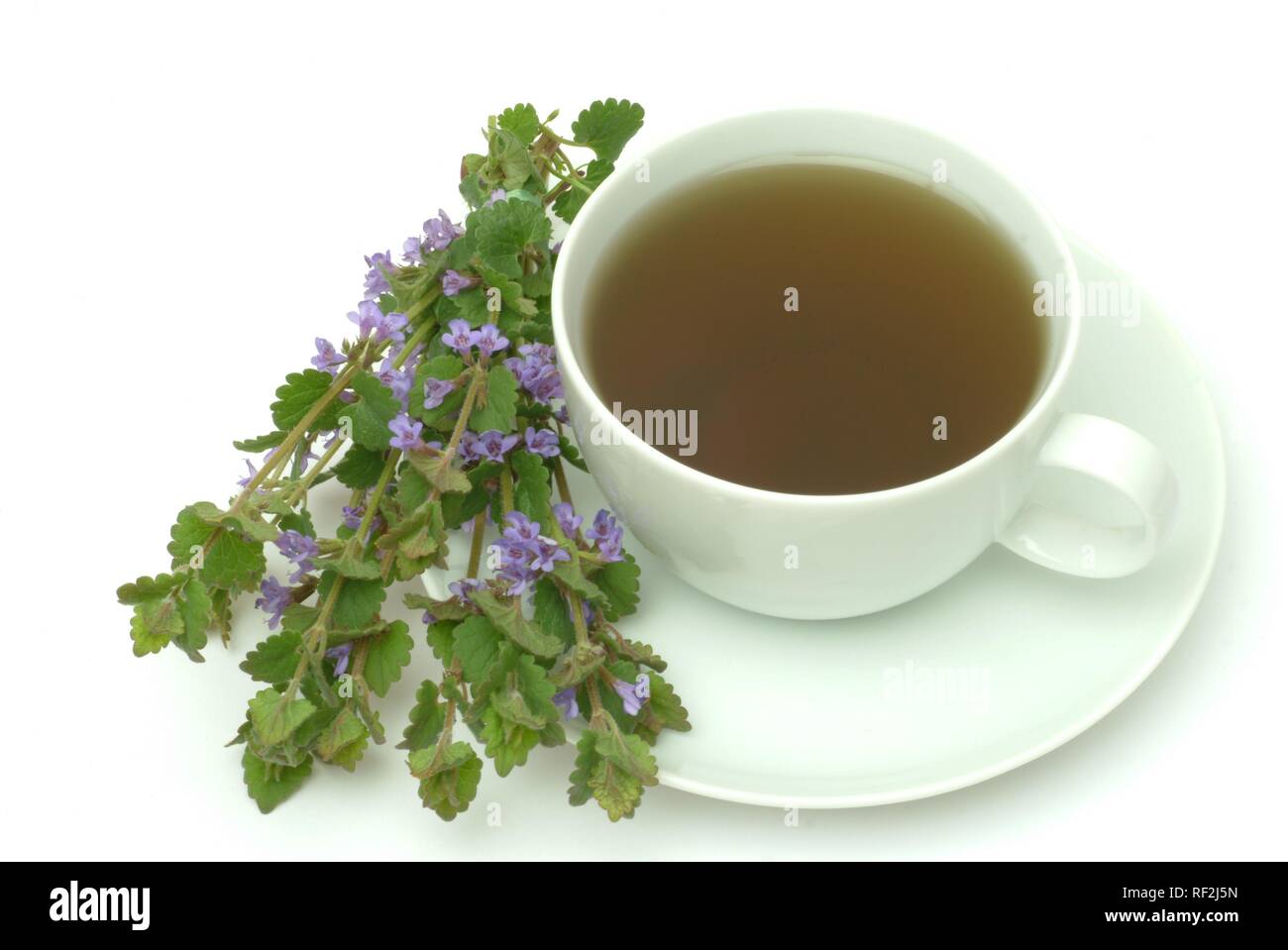 Ground Ivy, Creeping Charlie or Creeping Charley (Glechoma hederacea), herbal tea, medicinal tea Ground Ivy, Creeping Charlie or Creeping Charley (Glechoma hederacea), herbal tea, medicinal tea