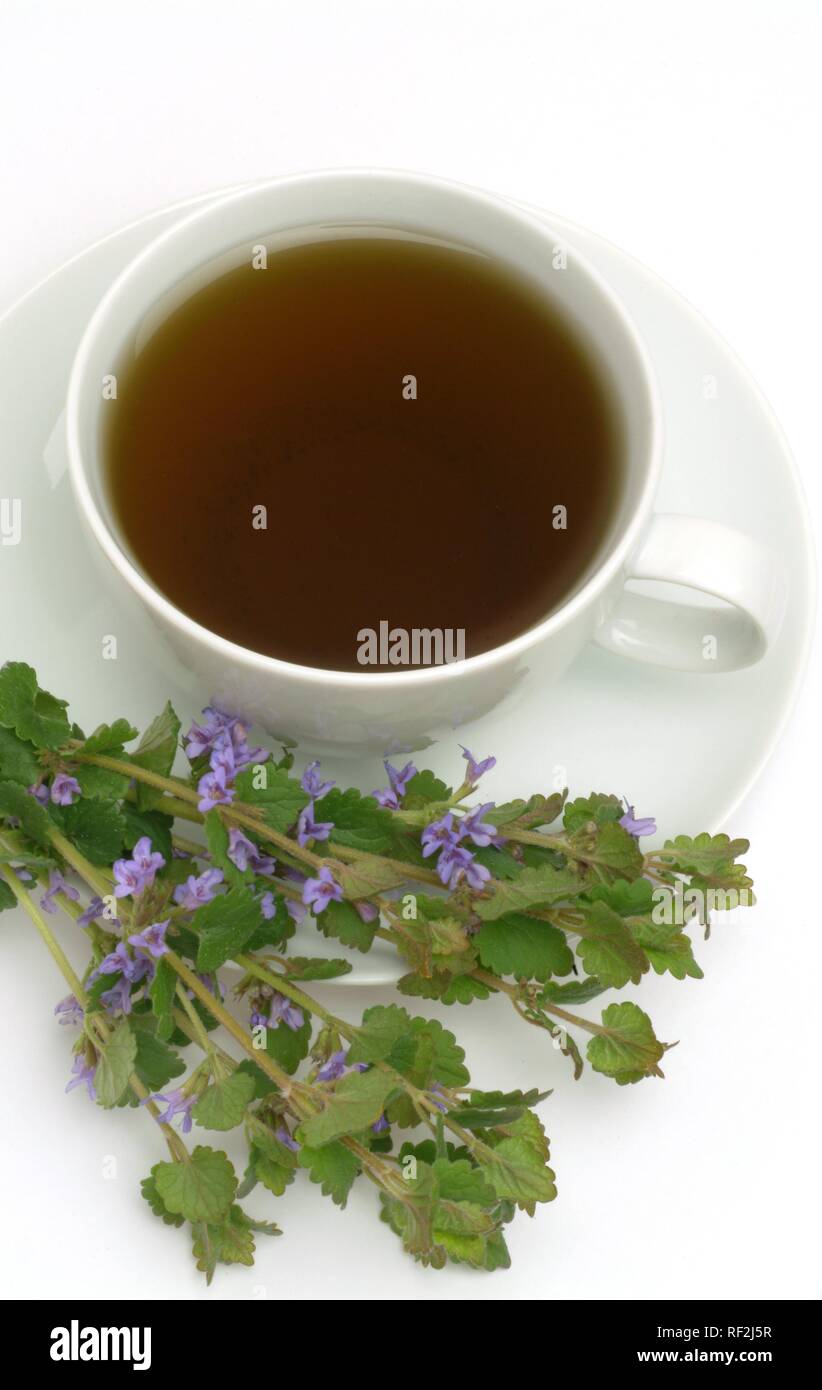 Ground Ivy, Creeping Charlie or Creeping Charley (Glechoma hederacea), herbal tea, medicinal tea Ground Ivy, Creeping Charlie or Creeping Charley (Glechoma hederacea), herbal tea, medicinal tea