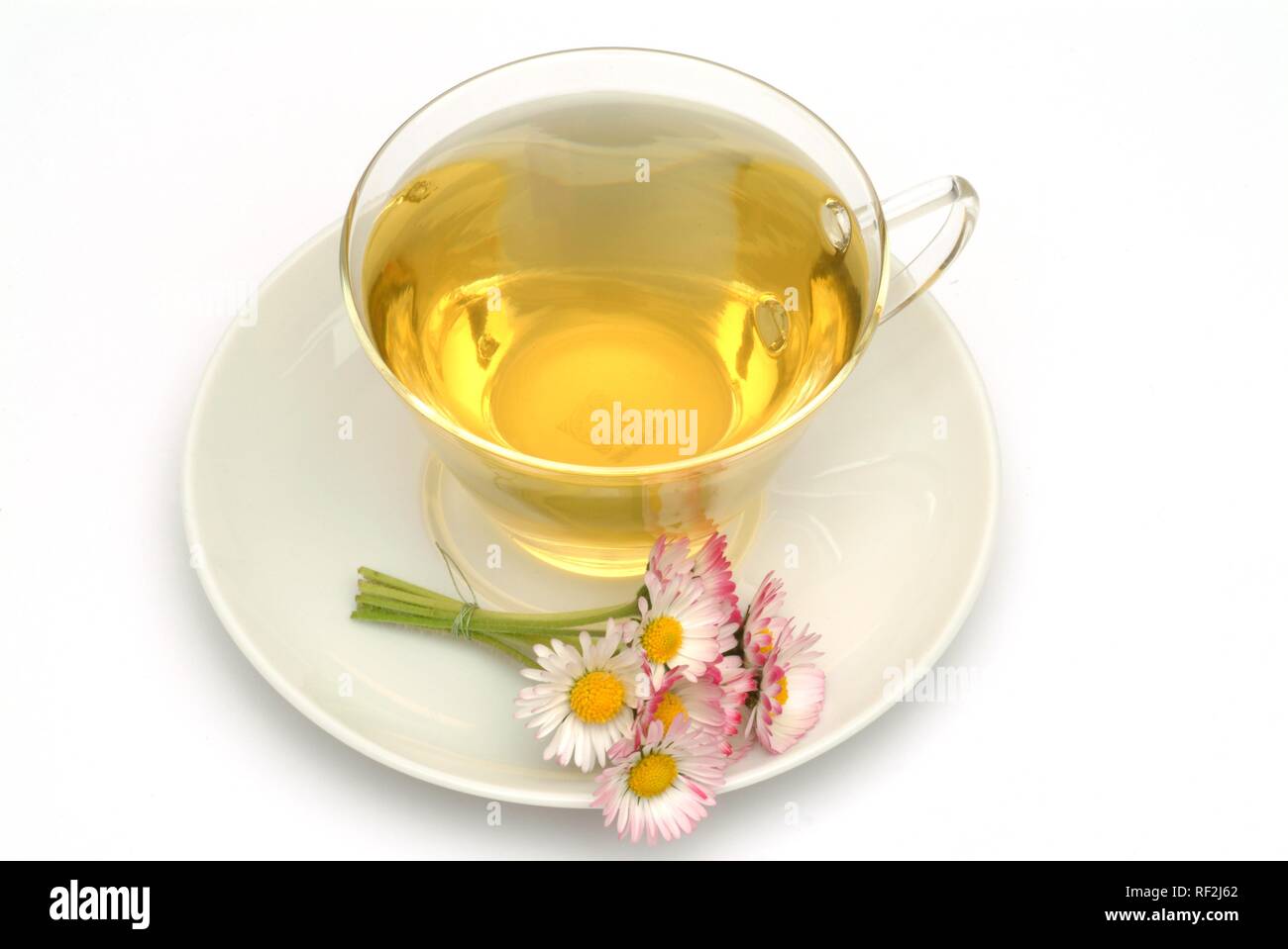 Common Daisy or Lawn Daisy (Bellis perennis), herbal tea, medicinal tea Stock Photo
