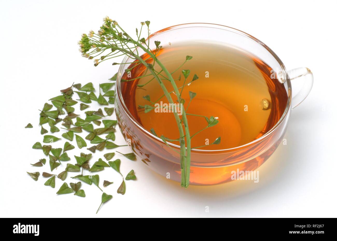 Shepherd's Purse (Capsella bursa-pastoris), herbal tea, medicinal tea Stock Photo