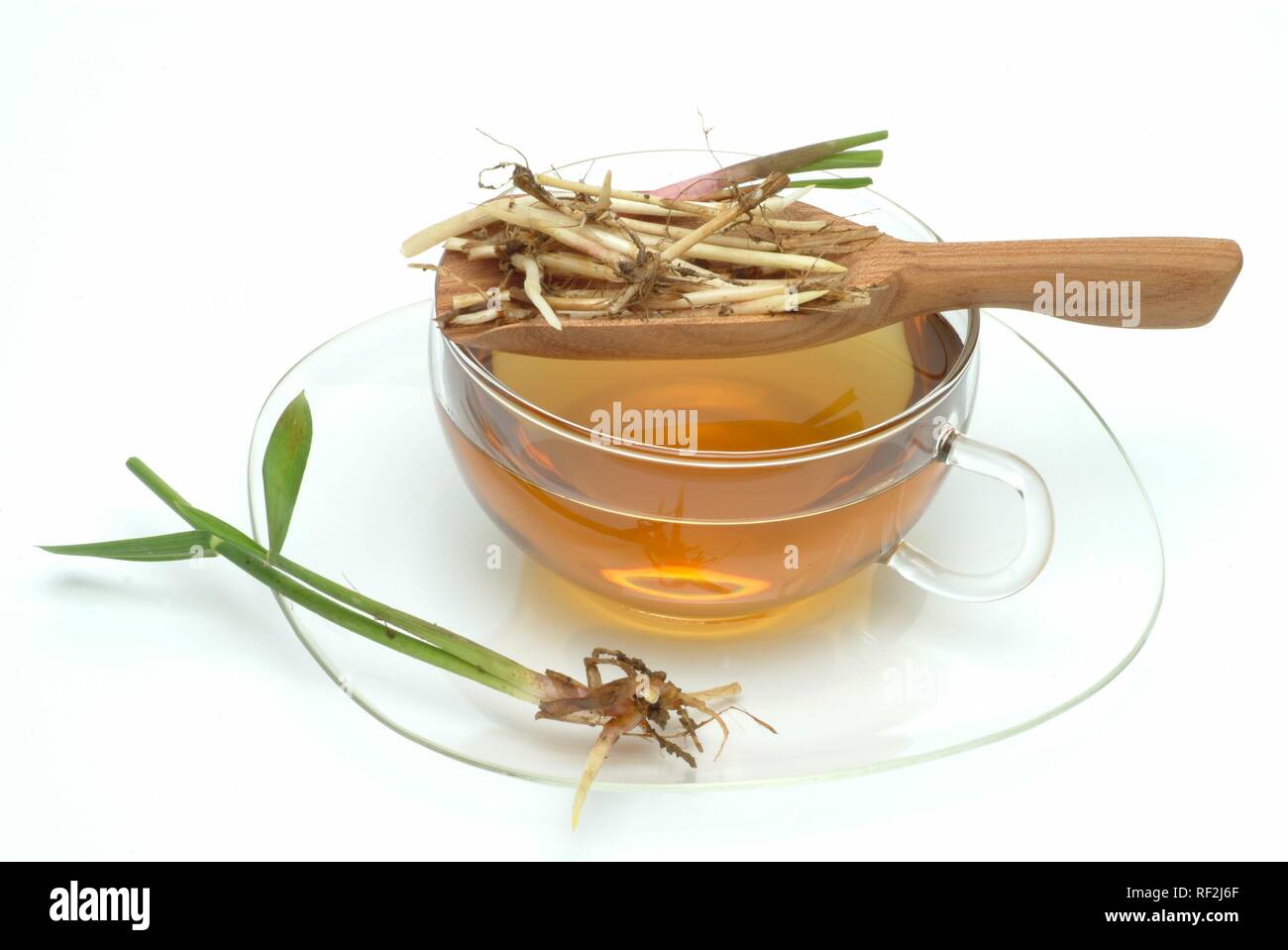 Tea made from Couch Grass (Elymus repens, Agropyron repens) roots, herbal tea, medicinal tea Stock Photo