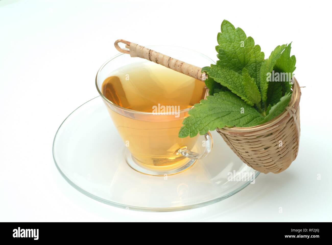 Lemon Balm (Melissa officinalis), herbal tea, medicinal tea Stock Photo