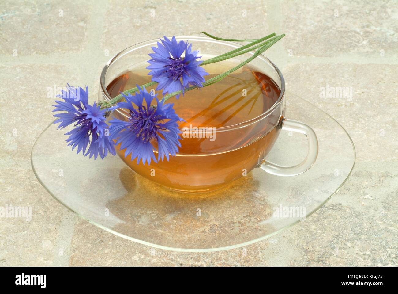 Cornflower (Centaurea cyanus), herbal tea, medicinal tea Stock Photo ...