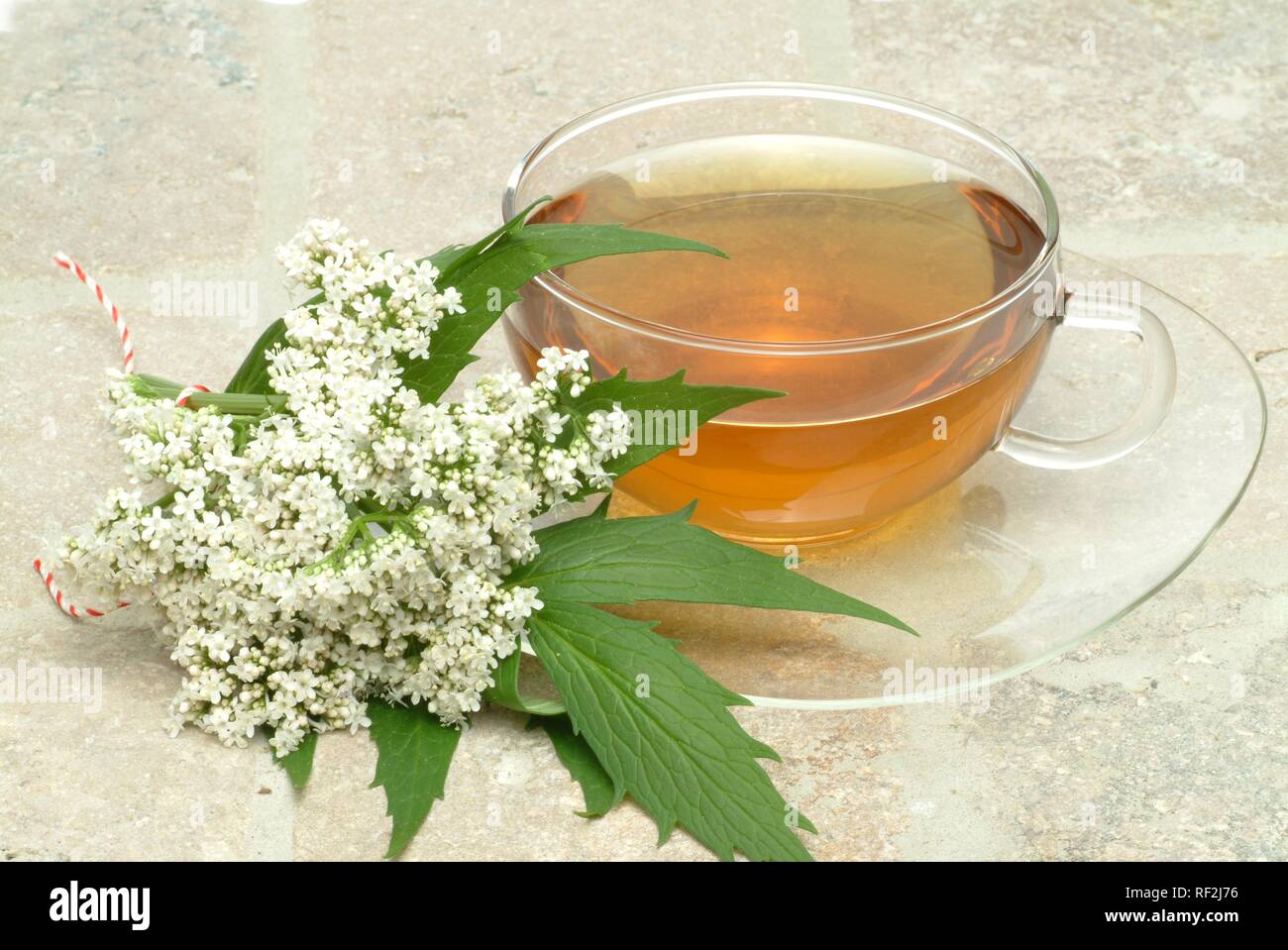 Valerian (Valeriana officinalis), herbal tea, calming tea Stock Photo