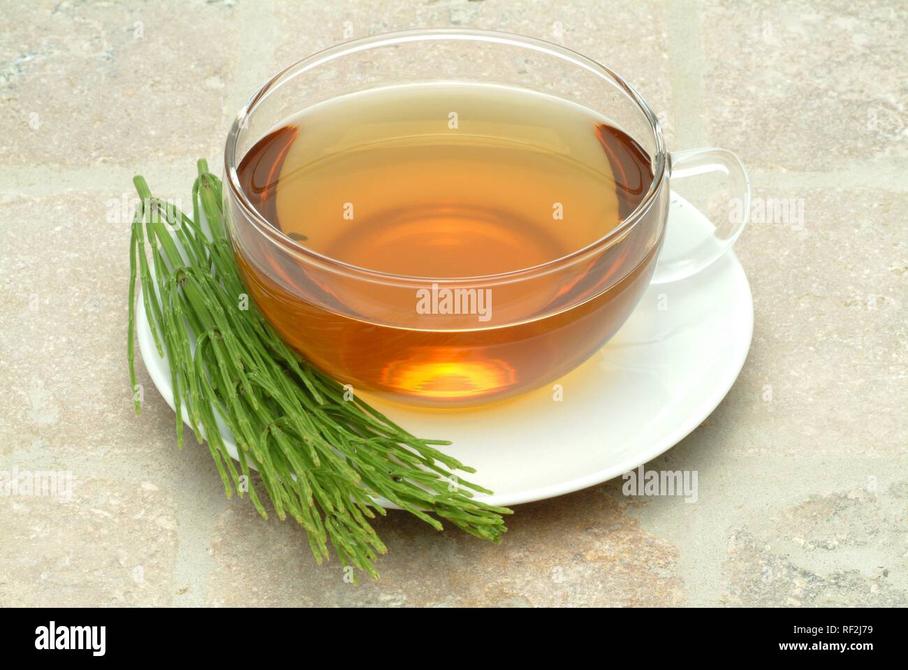 Field Horsetail (Equisetum arvense), herbal tea Stock Photo Alamy
