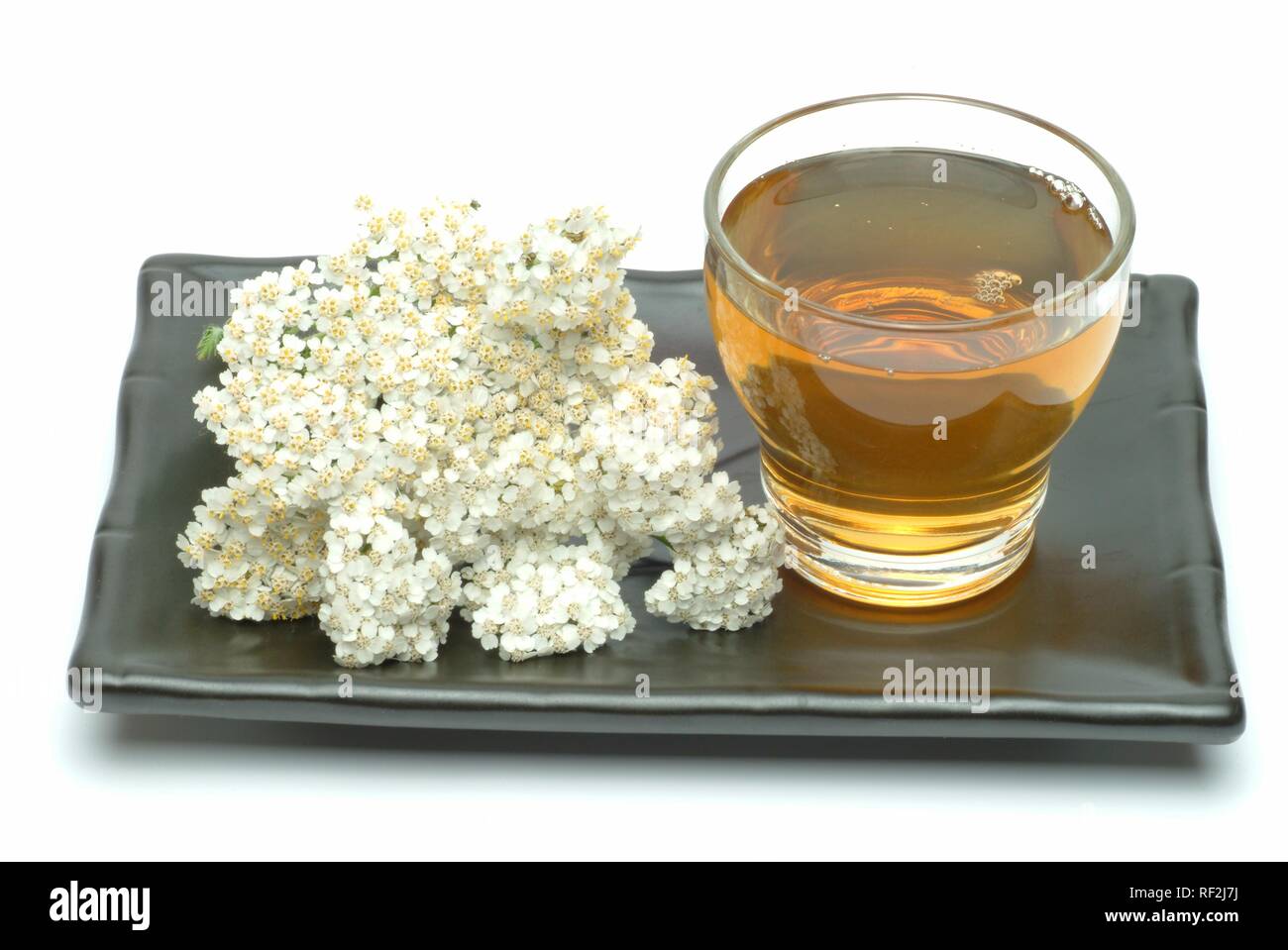 Yarrow (Achillea millefolium), herbal tea, medicinal tea Stock Photo