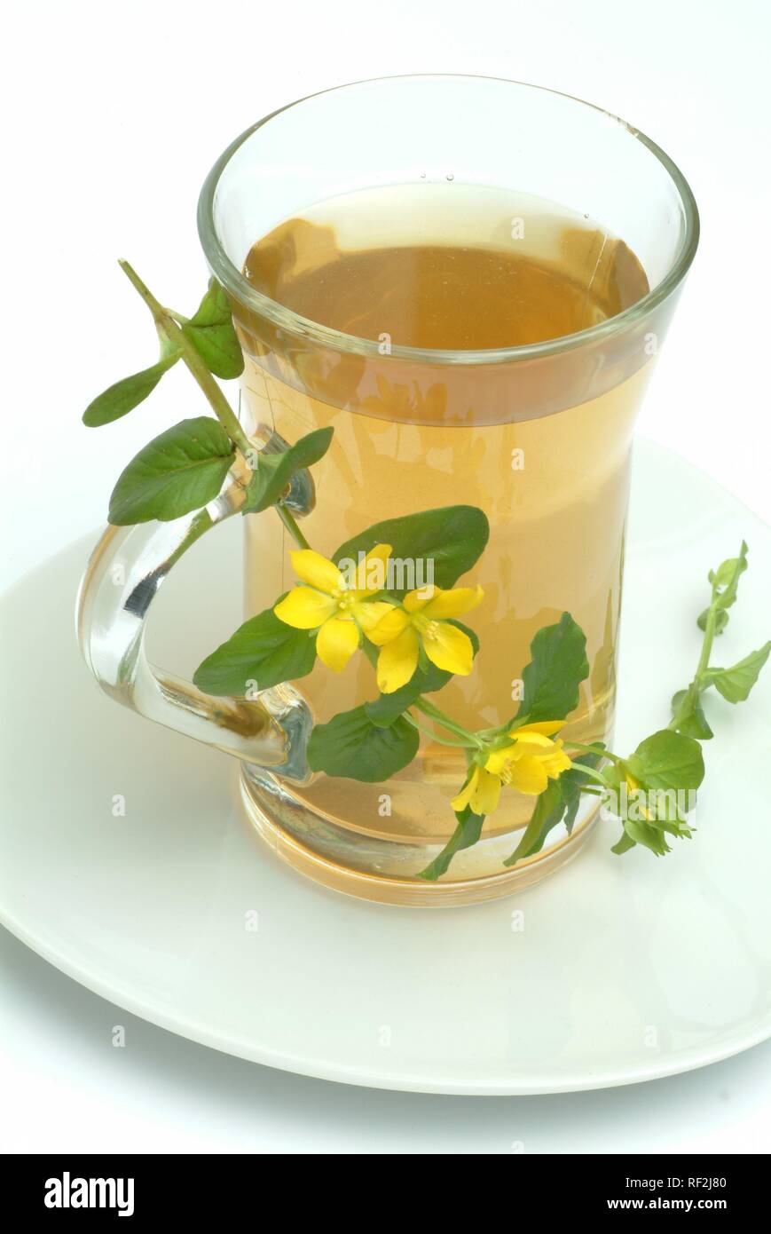 Creeping Jenny, Twopenny Grass or Moneywort (Lysimachia nummularia), herbal tea, medicinal tea Stock Photo