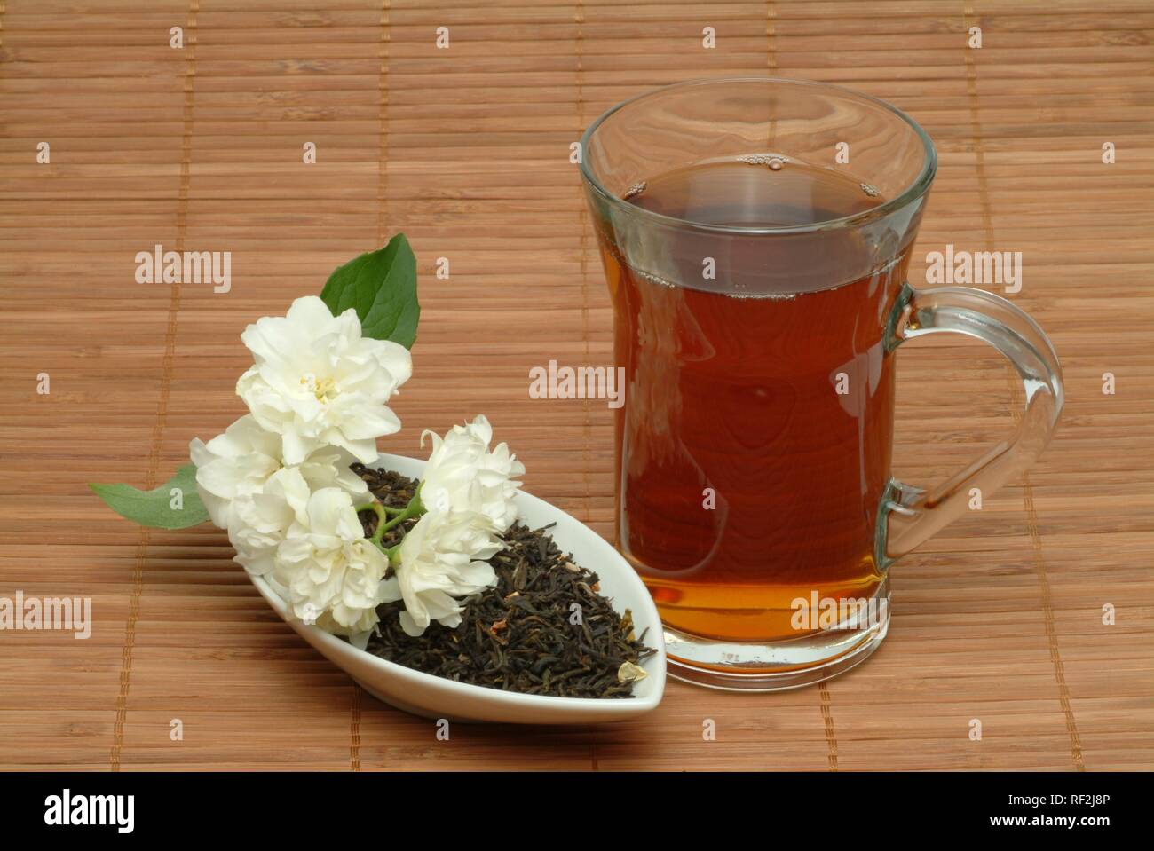 Jasmine (Jasminum officinale), herbal tea Stock Photo