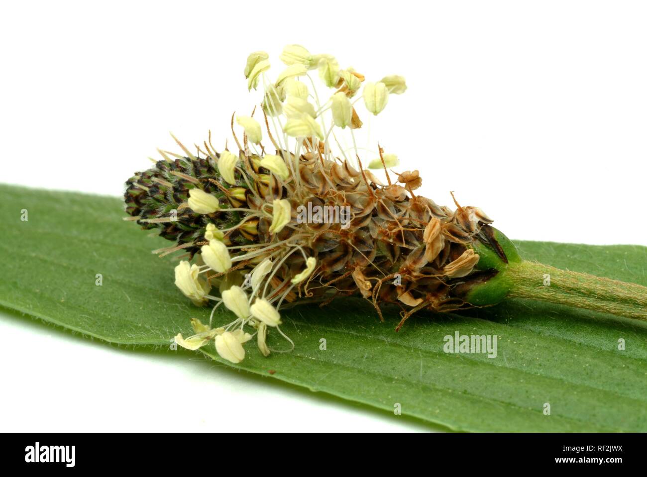 Ribwort Plantain, English Plantain (Plantago lanceolata), medicinal plant, medical use Stock Photo